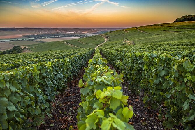 Champagne Day Trip from Reims including 9 Champagne Tastings - Roger-Constant Lemaire: one of the guided family estates