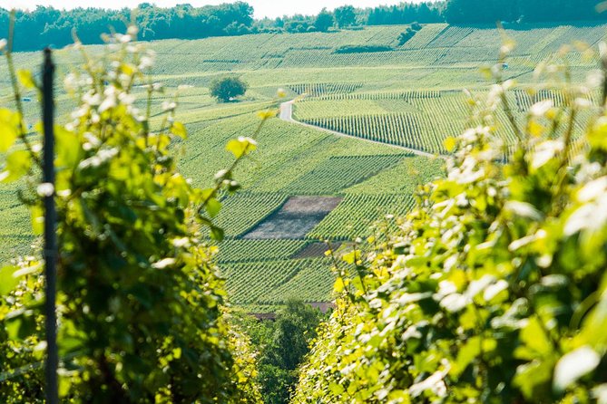 Champagne Day Trip with 6 Tastings, Reims and Winery from Paris - Champagne DOMI With Stéphane: Small Producer, Up-Close Cellars