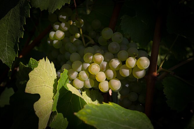 Champagne Tasting Tour Day Trip From Paris - Abbaye Saint-Pierre d’Hautvillers: the origin story stop that feels real