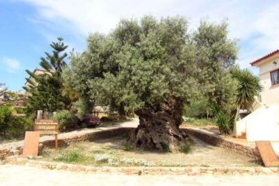 Chania Area: Food Tasting Tour with Winery Visit - From pickup to Vouves: starting the day at the oldest olive tree