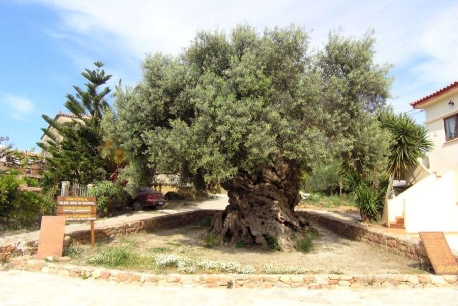 Chania Area: Food Tasting Tour with Winery Visit - Your main payoff: the tasting platter and how to enjoy it