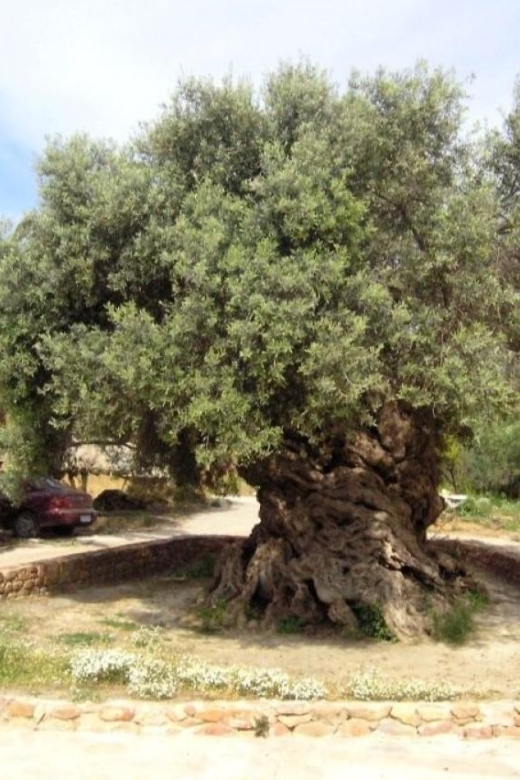 Chania Area: Food Tasting Tour with Winery Visit - FAQ
