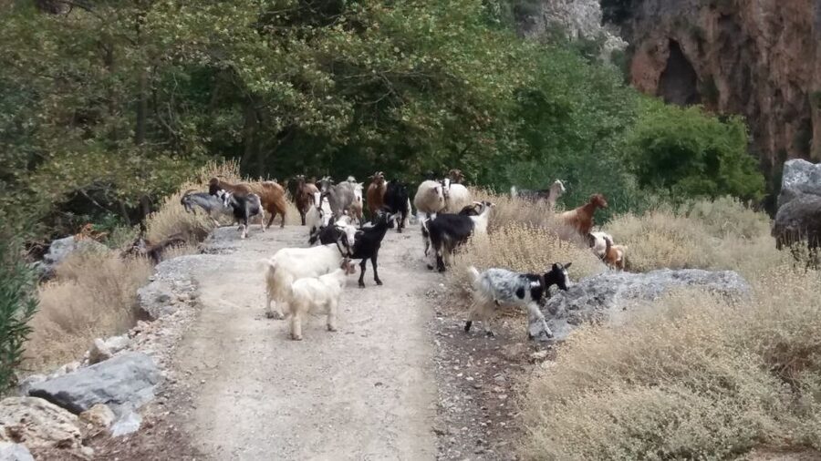 Chania: Milia Mountain Tour w/Lunch Olive Oil/Wine Tastings - Should you book the Chania Milia Mountain Tour?