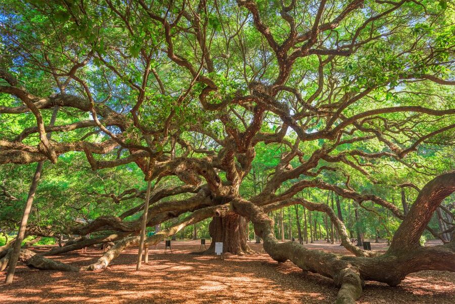 Charleston: Wadmalaw Island Wine Tasting and Tea Garden Trip - Key things I’d plan around before you go