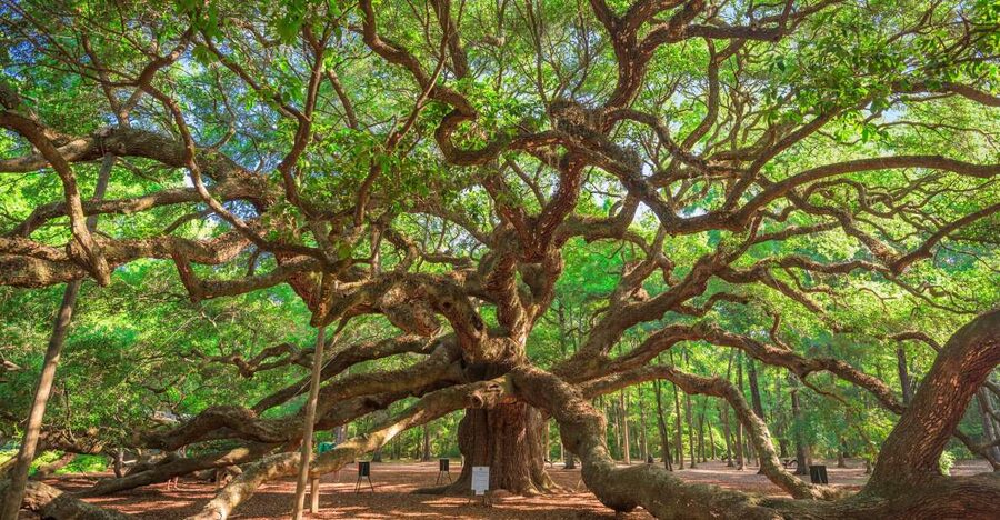 Charleston: Wadmalaw Island Wine Tasting and Tea Garden Trip - Wadmalaw Island Lowcountry in One Smooth 5.5-Hour Loop