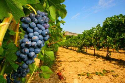 Châteauneuf du Pape Wine Day Tasting Tour including Lunch from Avignon - Three Tastings in Strong Rhône Places: What You Actually Learn