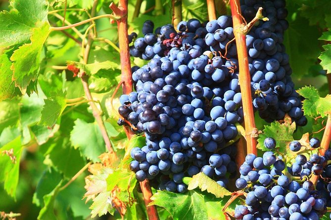 Châteauneuf du Pape Wine Day Tasting Tour including Lunch from Avignon - Lunch Included: The Midday Break That Makes Wine Days Work