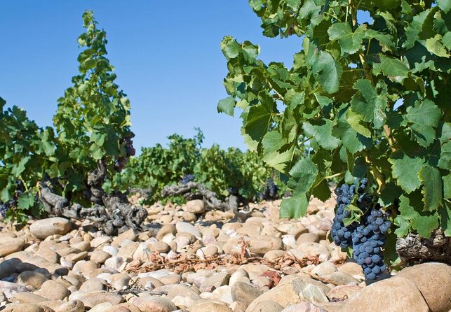 Chateauneuf du Pape wine tour - Key highlights before you go