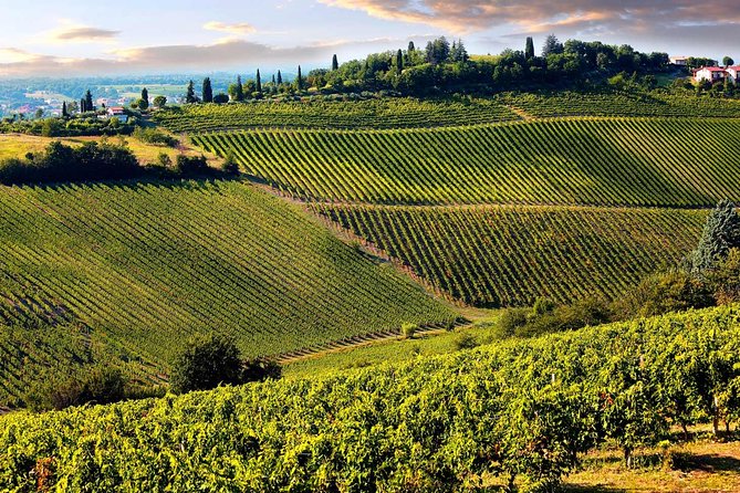 Chianti Half-day Wine Tour in the Tuscan's Hills from Pisa - Who This Half-Day Chianti Tour Suits Best (and Who Might Want Something Else)