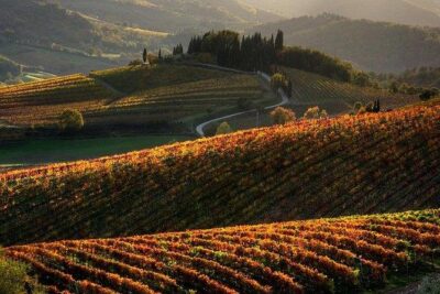 Chianti Half-day Wine Tour in the Tuscan's Hills from Pisa - The Tasting: Six Wines, Olive Oil, and Local Bites That Actually Fit