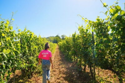 Chianti Vineyards Escape from Florence with Two Wine Tastings - The Coach Ride and the Chiantigiana Feel