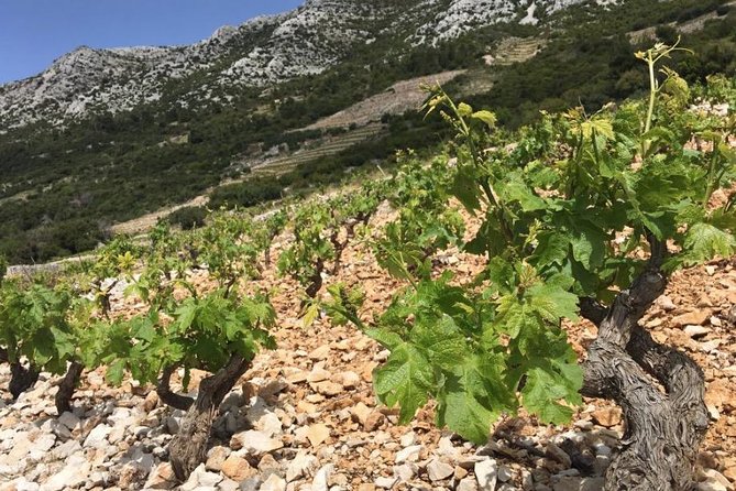 Classic Tour with Wine Tastings from Dubrovnik - What you actually do at the wineries (up to three stops)