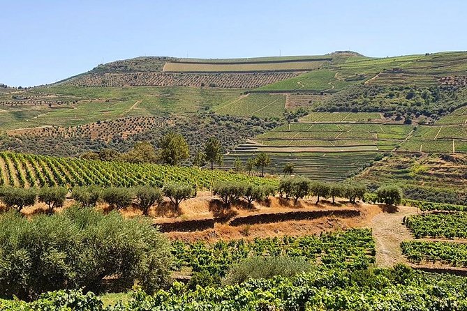 Complete Douro Valley Wine Tour with Lunch, Wine Tastings and River Cruise - What it’s really like with guides (and what to expect from the tone)
