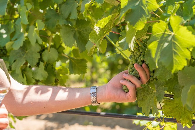 Cotes de Provence Wine Tour from Aix-en-Provence - The Drive Around Mont Sainte-Victoire and Cézanne