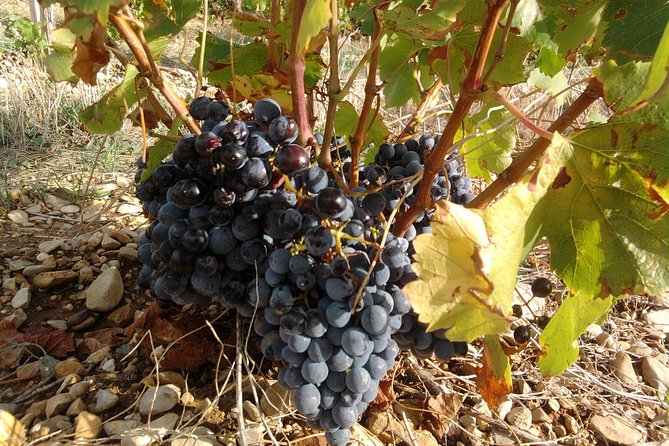 Cotes de Provence Wine Tour from Aix-en-Provence - What You’ll Learn at the Tastings (Without Feeling Lectured)