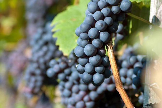 Countryside Half-day Gastro-Wine Tour from Budapest Meal & pickup - Winery visits: meeting the winemakers and tasting multiple styles