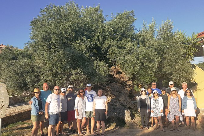 Crete Wine and Olive Oil Tour - What You Actually Taste: Wine vs Olive Oil Reality Check
