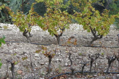 Cyprus: Troodos Mountain Food & Wine Tasting Tour with Lunch - Getting There in a Small Group: Transport and Timing That Actually Works