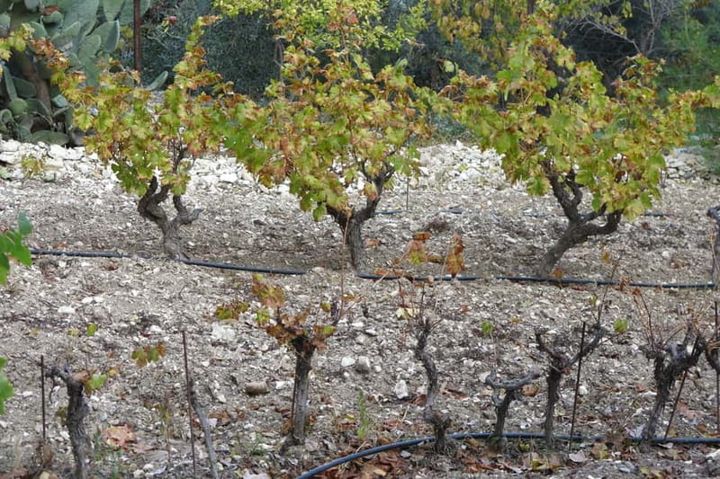 Cyprus: Troodos Mountain Food & Wine Tasting Tour with Lunch - Getting There in a Small Group: Transport and Timing That Actually Works