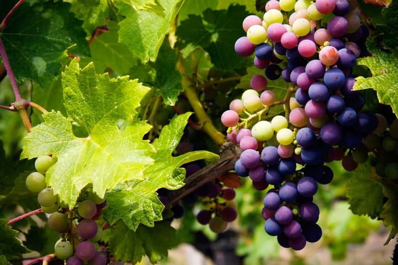 Cyprus: Troodos Mountain Wine Tour with a Local - Why Troodos Mountain wineries feel different than the coast