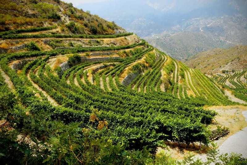 Cyprus: Troodos Mountain Wine Tour with a Local - The boutique winery stop: tasting that comes with context