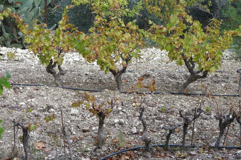 Cyprus: Troodos Mountain Wine Tour with a Local - The surprise bonus stop: don’t plan around it, plan with it