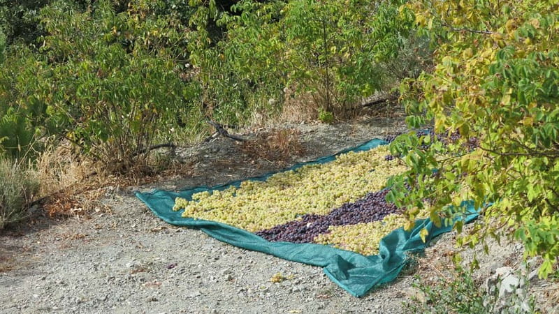 Cyprus: Troodos Mountains Villages and Wineries Tour - Into the Troodos Mountains: What the Drive Adds to the Day