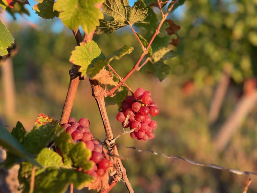 Dare to Alsace Wine with a Feminine Touch - The Comparative Tasting of 7 Organic Wines