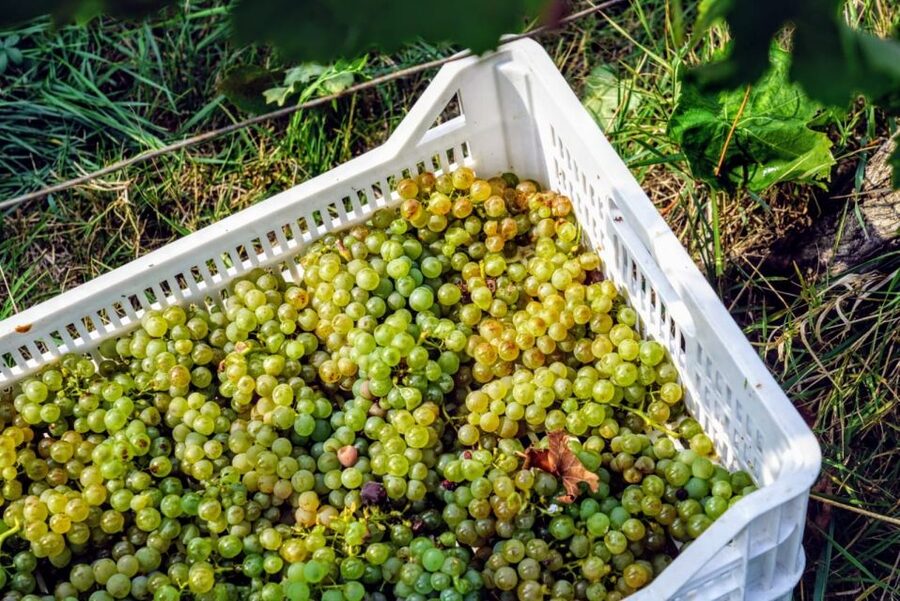 Desenzano: Lugana Wine-Tasting and Vineyard Tour - Sparkling quarries and the barrel cellar: the production story behind the glass