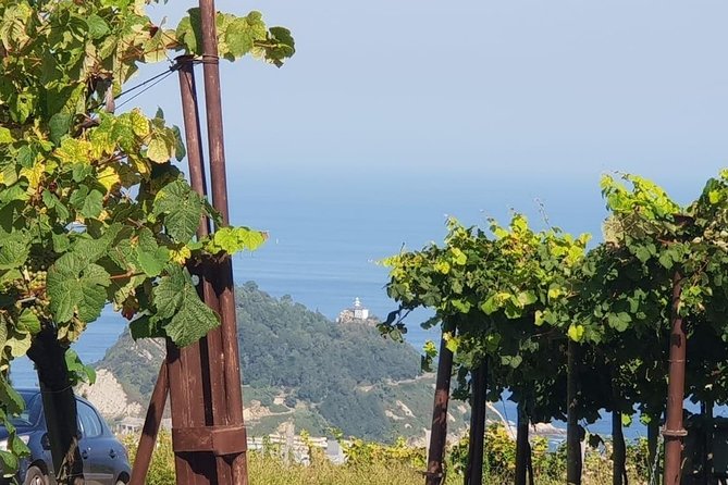 Discover the Essence of Txakoli Wine from San Sebastian - Inside a traditional txakoli winery: vineyards first, then tasting