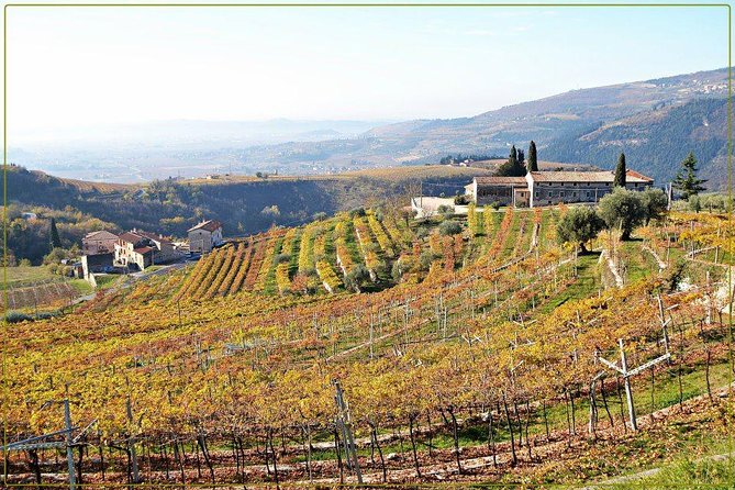 Discover Valpolicella Vineyards and Wine Tasting Experience - Vineyard walk in Marano di Valpolicella: the part that makes the wine taste make sense