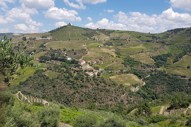 Douro Valley for Wine Lovers with Visit to 4 Wineries and Lunch - What Your $205.67 Covers: Pickup, Transport, and Multiple Tastings