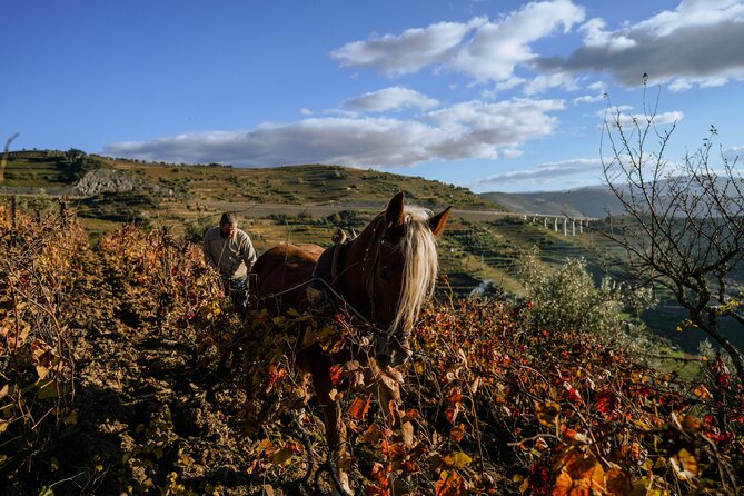DOURO VALLEY: Lunch in a winery, tastings & 1-h private boat tour - Port tasting finish: the Douro’s signature goodbye