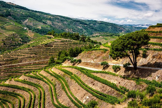 Douro Valley Private Day Trip including Boat Ride & Wine Tasting - Quinta do Infantado Wine Tasting: 1816 Roots in Cima Corgo