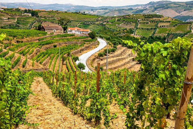 Douro Valley Private Day Trip including Boat Ride & Wine Tasting - Who Should Book This Douro Day Trip (and Who Might Rethink It)
