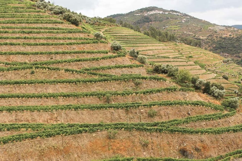 Douro Valley: Real Small-Group, Wine Tasting, Lunch & Boat - Who This Tour Fits Best (And Who Should Think Twice)