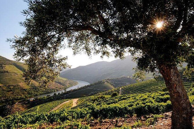 Douro Valley Small-Group Tour: 2 Wineries, Lunch, Optional Cruise - Second winery stop: Port tastings, and sometimes olive oil and honey