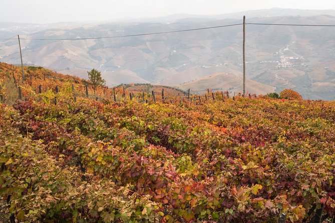 Douro Valley Small-Group Tour with Wine Tasting, Lunch and Boat - How the day trip really works from Porto
