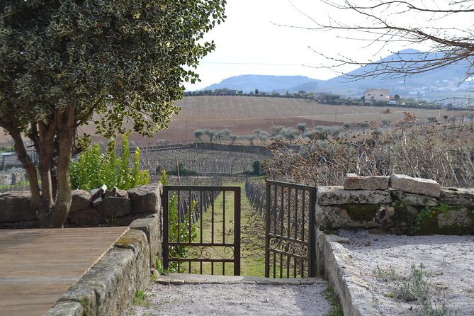 Douro Valley Tour: 2 Vineyard Visits, River Cruise, Winery Lunch - What you really get to taste: wines, plus the extras