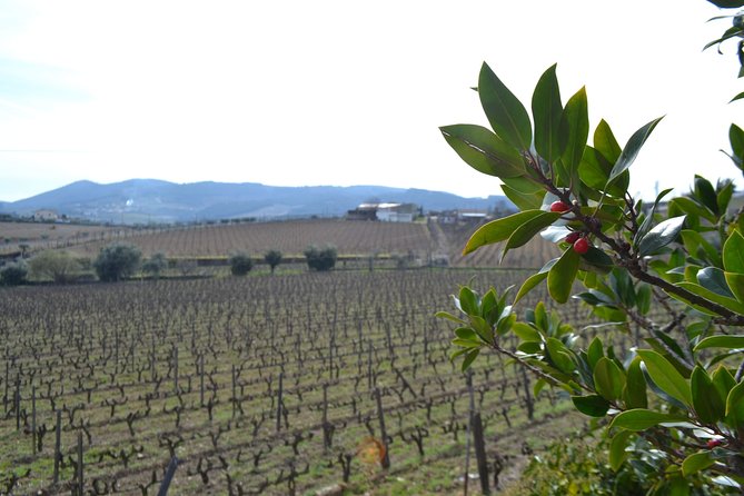 Douro Valley Tour: 2 Vineyard Visits, River Cruise, Winery Lunch - Group size: your odds of a calmer, friendlier day