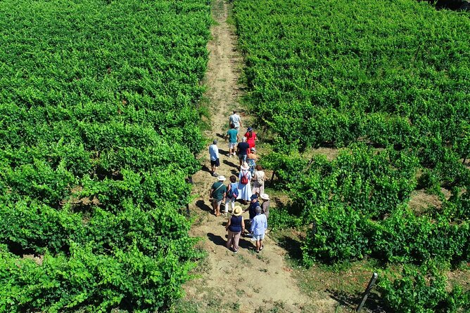 Douro Valley Tour - 3 Wine tastings, Lunch & river Cruise - Douro Valley from Porto: the kind of day trip that feels manageable