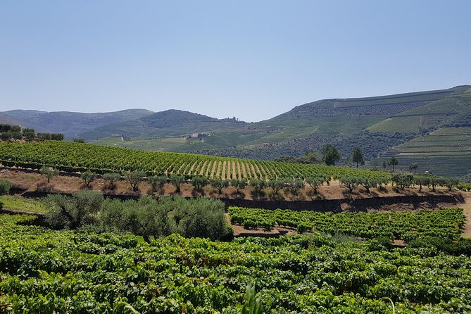 Douro Valley Wine Tour: 3 Vineyard Visits, Wine Tastings, Lunch - Lunch at the Pinhão/Sabrosa Area: A Proper Vineyard Meal with Wine Pairing