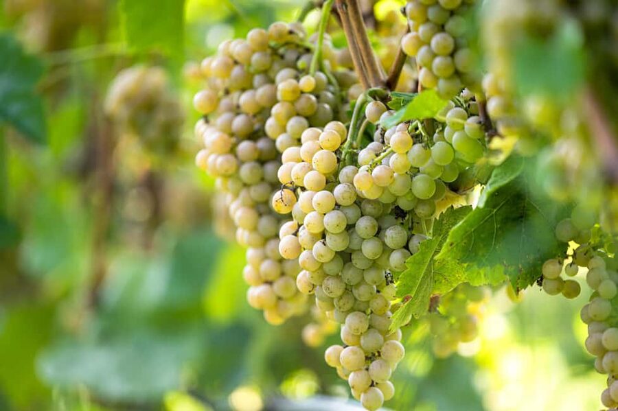 Durres Countryside Vineyards Wine Tasting & Food Pairing - Wine shopping: take the lesson home
