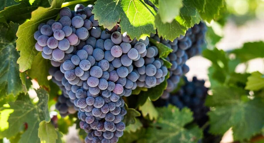 Durres Countryside Vineyards Wine Tasting & Food Pairing - Timing, what to wear, and how to prepare