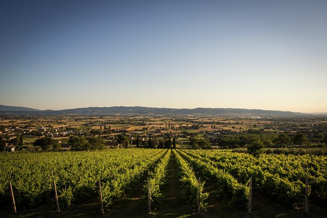 Enjoy and Taste the Flavors of Wine in an Open-air Venue - The Tasting Plate: Bruschette, Cheeses, Jams, and 4 Organic Wines