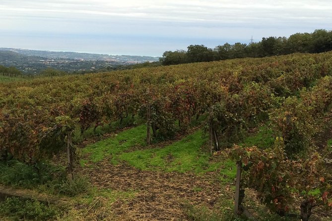Etna Tour and Lunch in a Winery with Wine Tasting - My call: should you book it?