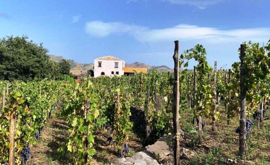Etna: Wine Tasting and Food Tour - Zafferana Etnea and Etna wine: a smart pairing for your day