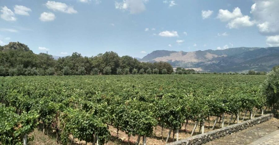 Etna: Wine Tasting and Food Tour - Zafferana Etnea honey, olive oil, and the short window to shop