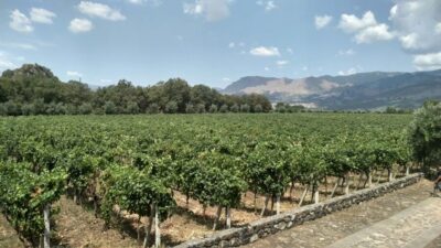 Etna: Wine Tasting and Food Tour - Getting from Catania to the wine zone without the headache