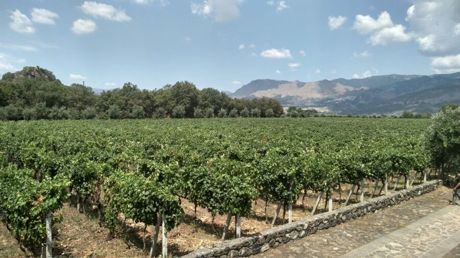 Etna: Wine Tasting and Food Tour - Getting from Catania to the wine zone without the headache